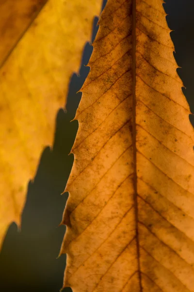 栗の木の美しい景色を葉します。 — ストック写真