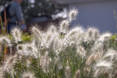 Pennisetum alopecuroides bahçe çalı sabah güneşiyle parlıyor.