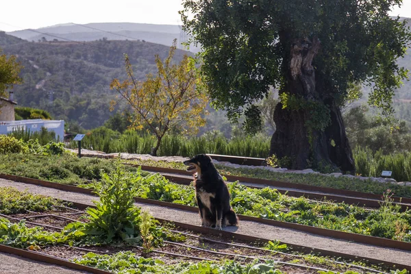 Μαύρος Σκύλος Μελετά Τον Κήπο Λόφους Και Χαρουπιές — Φωτογραφία Αρχείου