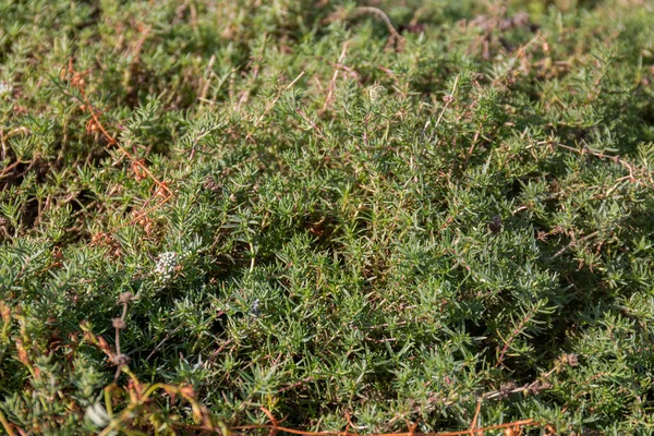 Mentha Cervina Lamiaceae Planta Cerca Cultivar — Foto de Stock