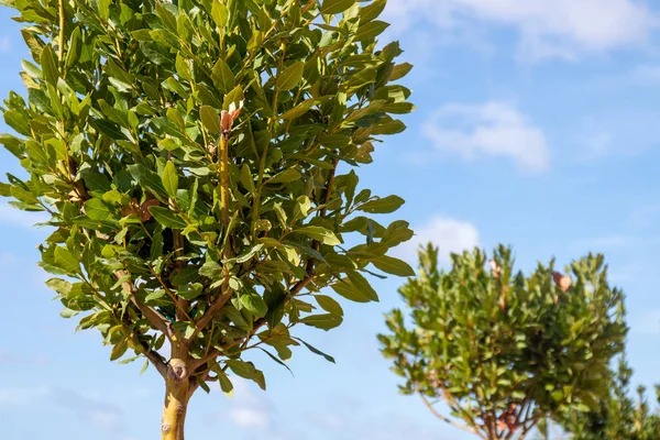 Portekiz Algarve Bölgesinde Yetiştirilen Defne Ağacı Laurus Nobilis — Stok fotoğraf