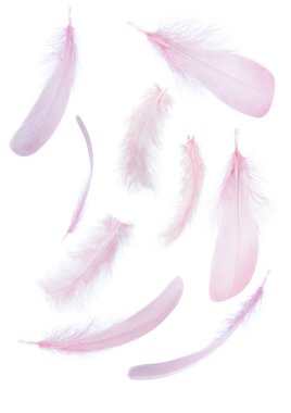 Beyaz arkaplandaki bir grup pembe tüyün görüntüsünü kapat.