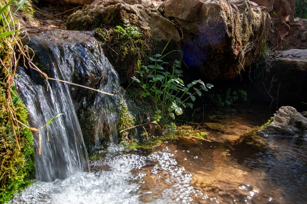 Agua Dulce Del Río Que Fluye Primer Plano Con Vegetación — Foto de Stock