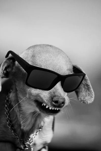 Vista Cercana Perro Doméstico Con Una Sonrisa Extraña Gafas Sol — Foto de Stock