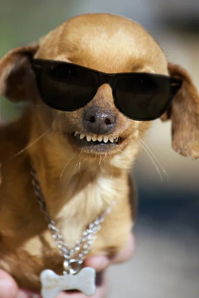 Vista Perto Cão Doméstico Com Sorriso Estranho Óculos Escuros — Fotografia de Stock