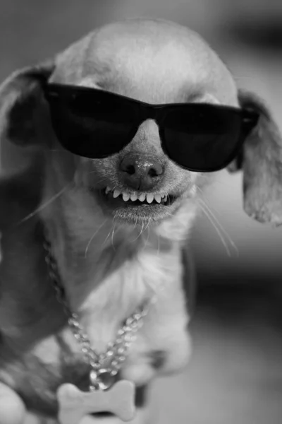 Vista Cercana Perro Doméstico Con Una Sonrisa Extraña Gafas Sol — Foto de Stock