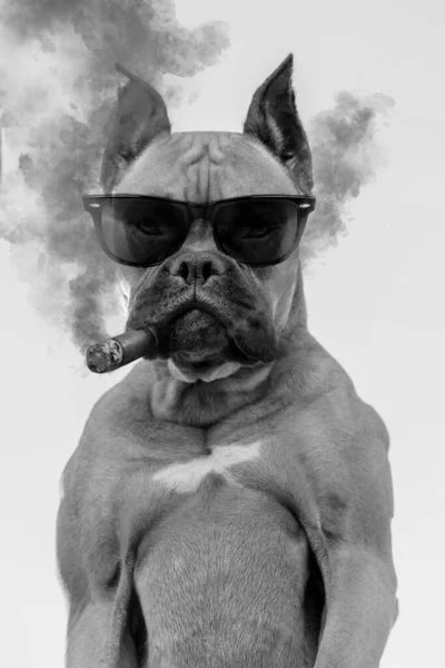 Retrato Una Raza Perro Boxeador Fumando Cigarro Gafas Sol Oscuras — Foto de Stock