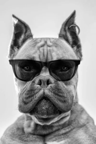 Retrato Una Raza Perro Boxeador Con Gafas Sol Oscuras Cerca — Foto de Stock