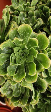 Vazodaki sulu bir bitkinin ıslak ortak manzarasını kapat..