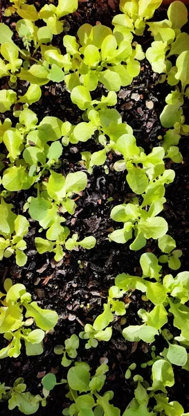 Close View Many Small Lettuces Growing Fertile Land — Stock Photo, Image