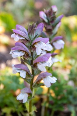 Bir ayının ayak bitkisinin (Acanthus mollis) yakın görüntüsü.