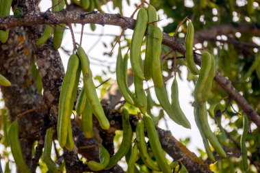 Ağaçtan sarkan keçiboynuzu meyvelerinin yakın görüntüsü.