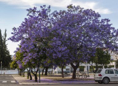 Güzel jakaranda mimozomları parktaki tropik ağaçlar.