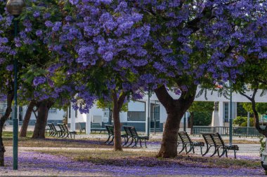 Güzel jakaranda mimozomları parktaki tropik ağaçlar.