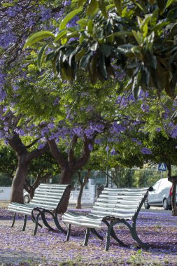 Güzel jakaranda mimozomları parktaki tropik ağaçlar.