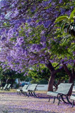 Güzel jakaranda mimozomları parktaki tropik ağaçlar.