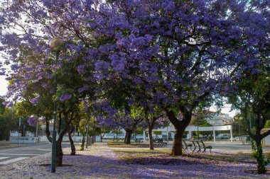 Güzel jakaranda mimozomları parktaki tropik ağaçlar.