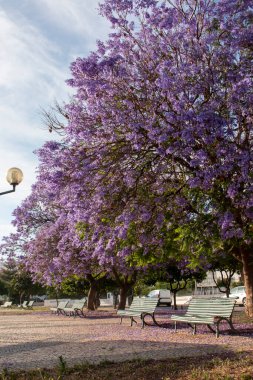 Güzel jakaranda mimozomları parktaki tropik ağaçlar.