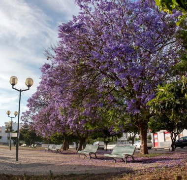 Güzel jakaranda mimozomları parktaki tropik ağaçlar.