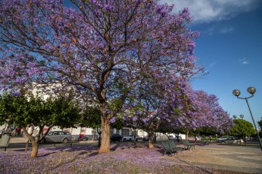 Güzel jakaranda mimozomları parktaki tropik ağaçlar.