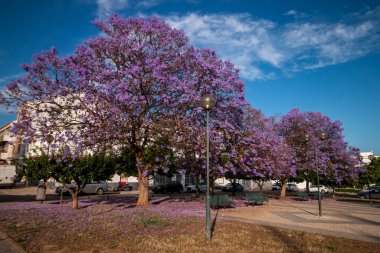 Güzel jakaranda mimozomları parktaki tropik ağaçlar.