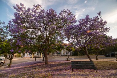 Güzel jakaranda mimozomları parktaki tropik ağaçlar.