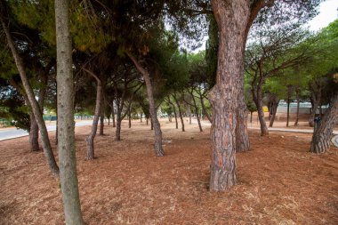 Portekiz 'in Faro şehrindeki Joao de Deus lisesinde çam ağacı parkı..