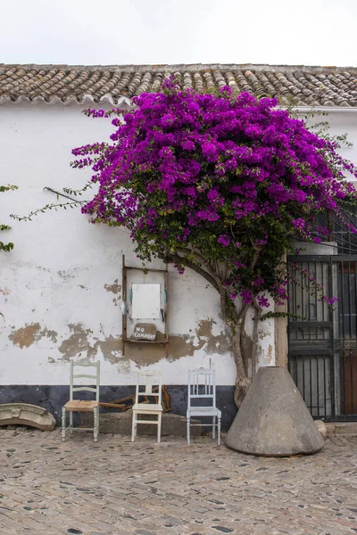 Instalación Arte Abstracto Flores Sillas Buganvillas Ciudad Vieja Faro Portugal — Foto de Stock