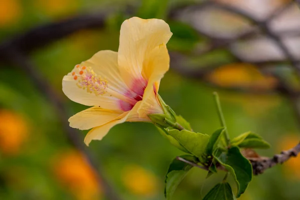 Close View Beautiful Hibiscus Yellow Flower Garden — Stock Photo, Image