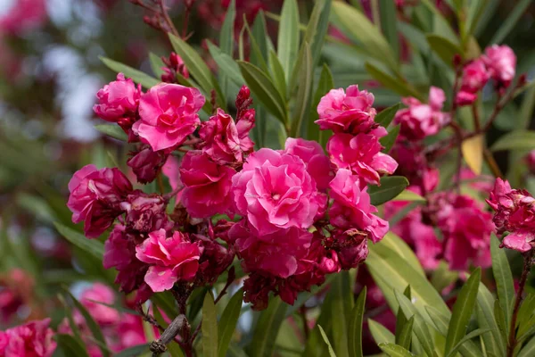 Vue Rapprochée Fleurs Oleander Nerium Oleander — Photo