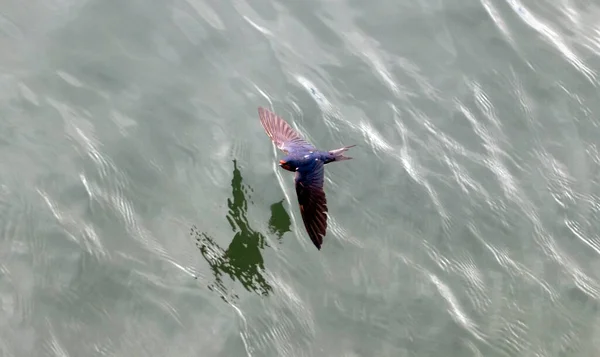 Schuur Slik Vliegt Het Water Geopende Vleugels — Stockfoto