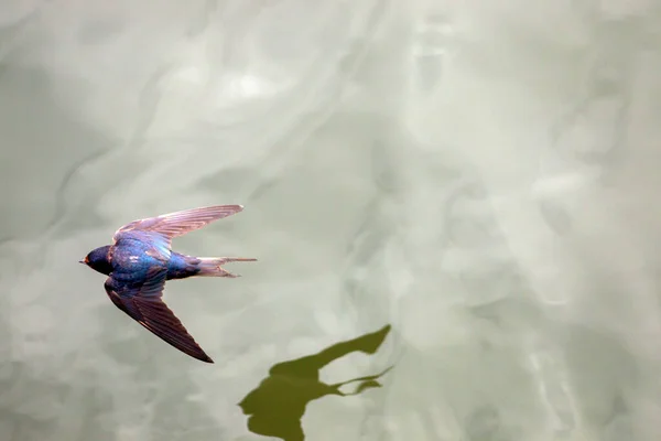 燕子在水面上飞舞 张开翅膀 — 图库照片