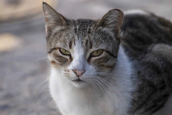 Bonito Gato Urbano Nas Ruas Relaxante — Fotografia de Stock