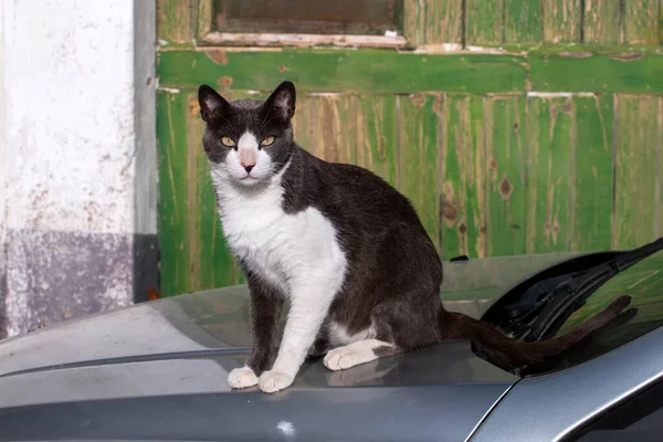 Bonito Gato Urbano Nas Ruas Relaxante — Fotografia de Stock