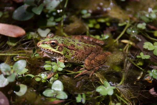 水坑上的食腐蛙 Pelophylax Esculentus — 图库照片