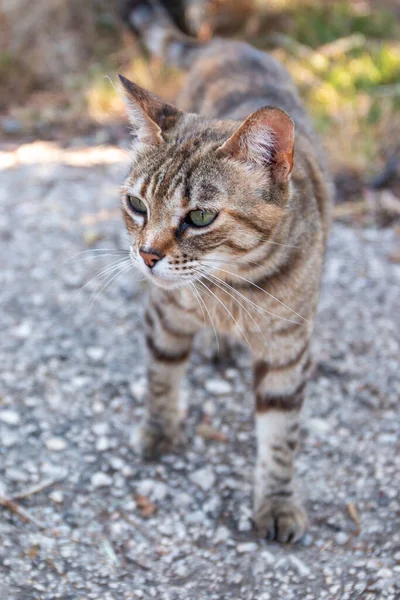 自然の中で 国内猫 植生の間を歩く — ストック写真