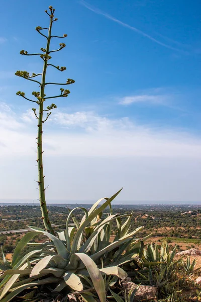 View Typical Agave Americana Cactus Plant Algarve Region — Stock Photo, Image