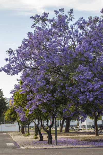 Schöne Jacaranda Mimosifolia Subtropische Bäume Auf Einem Park — Stockfoto