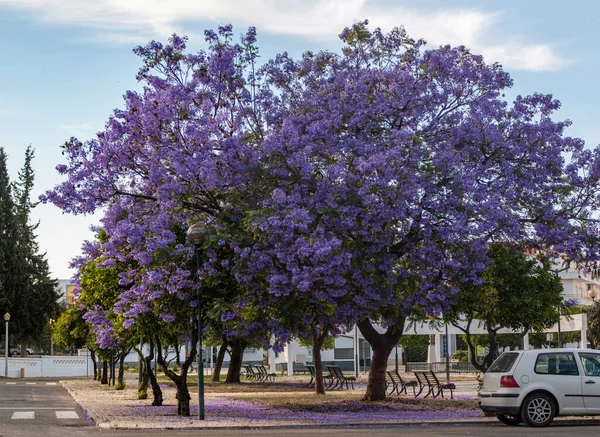 Schöne Jacaranda Mimosifolia Subtropische Bäume Auf Einem Park — Stockfoto