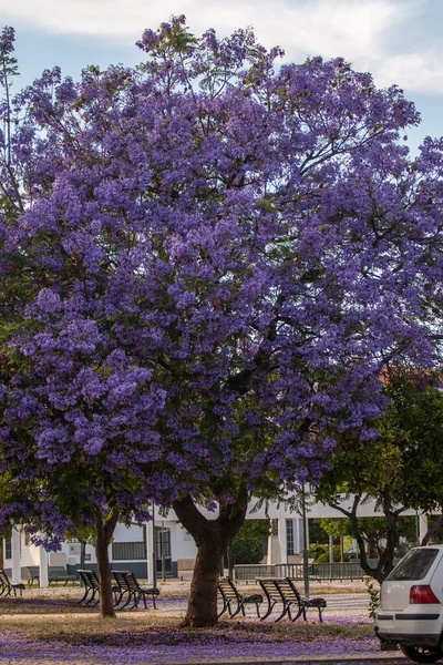 Prachtige Jacaranda Mimosifolia Subtropische Bomen Een Park — Stockfoto