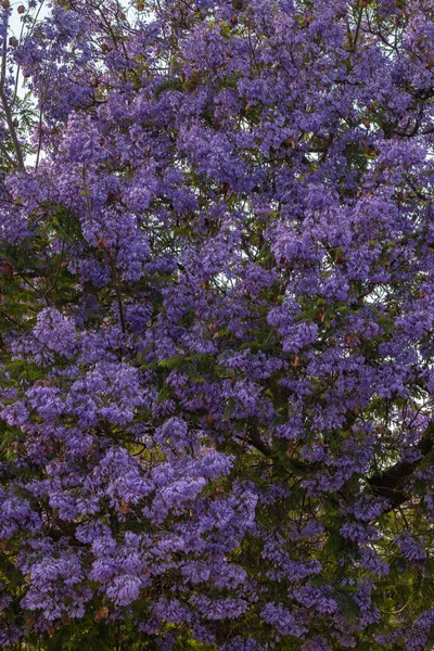 Hermosas Flores Árboles Subtropicales Jacaranda Mimosifolia Cerca —  Fotos de Stock