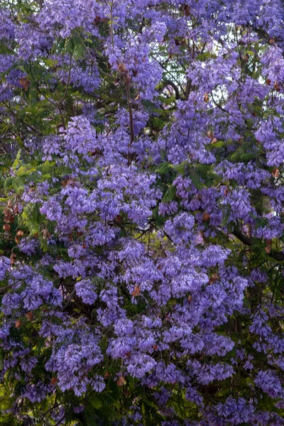 Hermosas Flores Árboles Subtropicales Jacaranda Mimosifolia Cerca —  Fotos de Stock