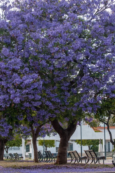 Schöne Jacaranda Mimosifolia Subtropische Bäume Auf Einem Park — Stockfoto