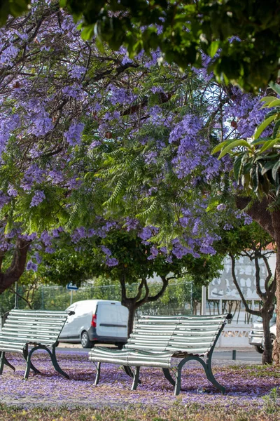 Schöne Jacaranda Mimosifolia Subtropische Bäume Auf Einem Park — Stockfoto