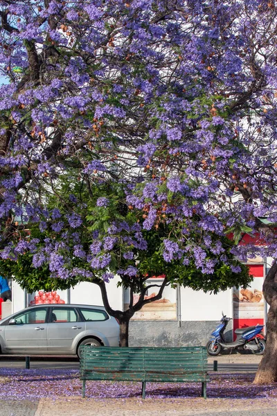 Schöne Jacaranda Mimosifolia Subtropische Bäume Auf Einem Park — Stockfoto