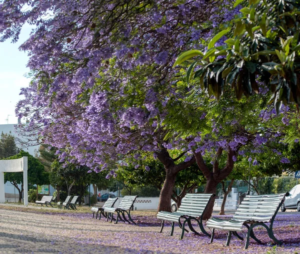 Schöne Jacaranda Mimosifolia Subtropische Bäume Auf Einem Park — Stockfoto