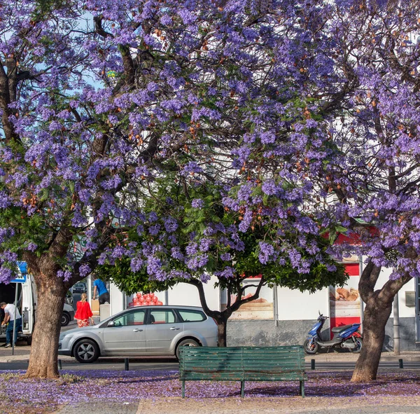 Schöne Jacaranda Mimosifolia Subtropische Bäume Auf Einem Park — Stockfoto