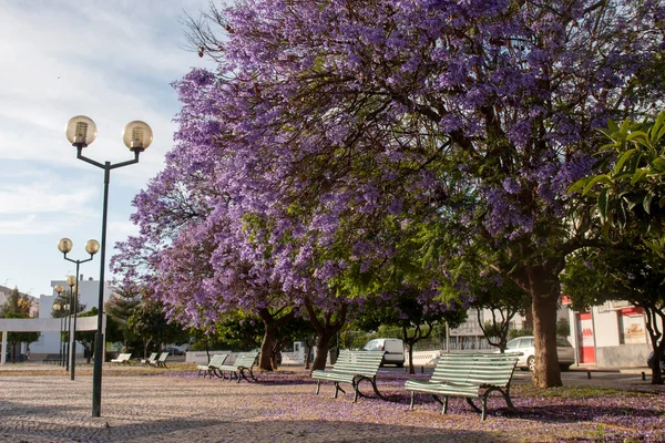 Schöne Jacaranda Mimosifolia Subtropische Bäume Auf Einem Park — Stockfoto