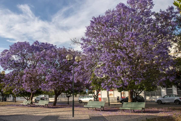 Prachtige Jacaranda Mimosifolia Subtropische Bomen Een Park — Stockfoto