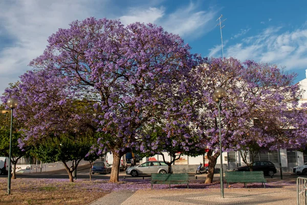 Schöne Jacaranda Mimosifolia Subtropische Bäume Auf Einem Park — Stockfoto